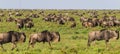 Wildebeest Migration Royalty Free Stock Photo