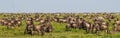Wildebeest Migration Royalty Free Stock Photo