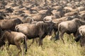 Wildebeest Migration