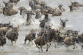Wildebeest migration Royalty Free Stock Photo