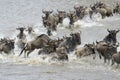 Wildebeest migration Royalty Free Stock Photo