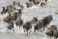 Wildebeest migration Royalty Free Stock Photo