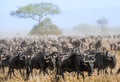 Wildebeest migration. The herd of migrating antelopes goes on dusty savanna. The wildebeests, also called gnus or wildebai, are a