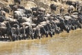 Wildebeest migration in Kenya Royalty Free Stock Photo