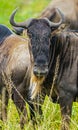 wildebeest migration yearly in tanzania