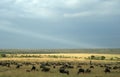 Wildebeest migration landscape