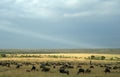 Wildebeest migration landscape Royalty Free Stock Photo