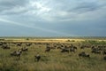 Wildebeest migration landscape Royalty Free Stock Photo
