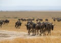 Wildebeest Migration at Maasai Mara