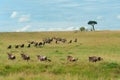 Wildebeest Migration Royalty Free Stock Photo