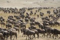 Wildebeest migration in maasai mara