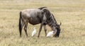 wildebeest migration yearly intanzania