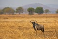 Wildebeest in Mikumi Royalty Free Stock Photo