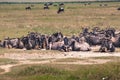 A Wildebeest mother and newly born calf, Ngorongoro Crater, Tanzania.