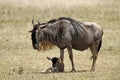 Wildebeest New Born Royalty Free Stock Photo