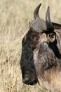 Wildebeest - Ngorongoro Crater, Tanzania, Africa