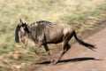 Wildebeest - Ngorongoro Crater, Tanzania, Africa Royalty Free Stock Photo