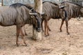 Close up wildebeest in the open zoo Royalty Free Stock Photo