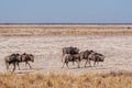 Wildebeest on the plains of Etosha National Park Royalty Free Stock Photo