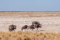 Wildebeest on the plains of Etosha National Park Royalty Free Stock Photo