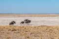 Wildebeest on the plains of Etosha National Park Royalty Free Stock Photo