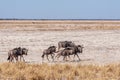 Wildebeest on the plains of Etosha National Park Royalty Free Stock Photo