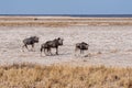 Wildebeest on the plains of Etosha National Park Royalty Free Stock Photo