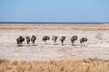 Wildebeest on the plains of Etosha National Park Royalty Free Stock Photo