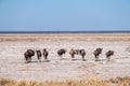 Wildebeest on the plains of Etosha National Park Royalty Free Stock Photo