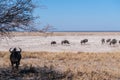 Wildebeest on the plains of Etosha National Park Royalty Free Stock Photo