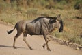 The wildebeest