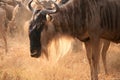 Wildebeest portrait Royalty Free Stock Photo