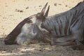 Wildebeest portrait close-up.