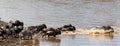 Wildebeest Racing Across Mara River Royalty Free Stock Photo