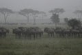 Wildebeest In The Rain Royalty Free Stock Photo