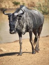 Blue Wildebeest returning from watering hole Royalty Free Stock Photo