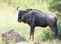 Wildebeest and rock