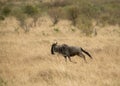 Wildebeest running at masai mara