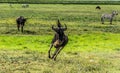 Wildebeest