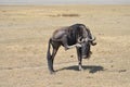 Wildebeest scratching its eye Royalty Free Stock Photo
