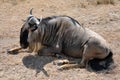 Wildebeest seated Royalty Free Stock Photo
