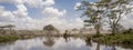 Wildebeest at the Serengeti National Park