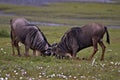 Wildebeest, Serengeti Plains, Tanzania, Africa
