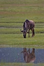 Wildebeest, Serengeti Plains, Tanzania, Africa