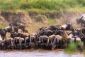 Wildebeest on the shores of the Mara River. Kenya, Africa Royalty Free Stock Photo