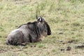 A Wildebeest sitting on the grass during rain Royalty Free Stock Photo
