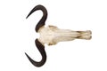 Wildebeest skull and horns isolated