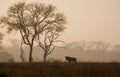 Wildebeest in the South African Sunrise