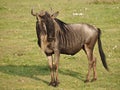 Wildebeest standing