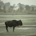 Wildebeest standing in the rain Royalty Free Stock Photo